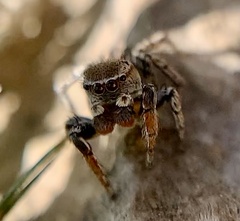 Habronattus texanus