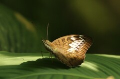 Tanaecia pelea