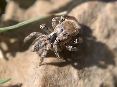 Habronattus texanus