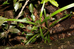 Cyperus pedunculosus