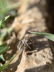Habronattus texanus