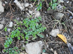 Galium rotundifolium