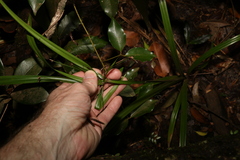 Cyperus pedunculosus
