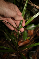 Cyperus pedunculosus