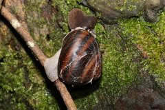 Sphaerospira fraseri