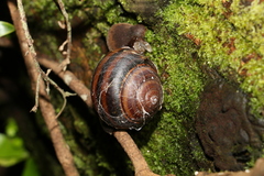 Sphaerospira fraseri