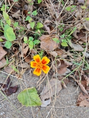 Tagetes lunulata
