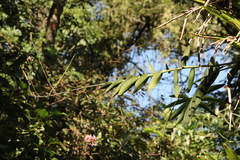 Epidendrum secundum