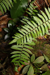Pellaea falcata