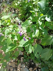 Salvia urolepis