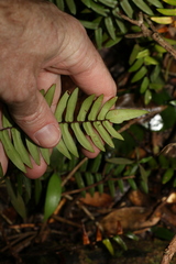 Pellaea falcata