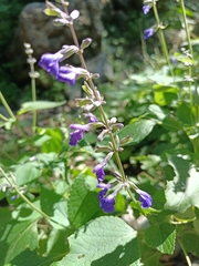 Salvia urolepis