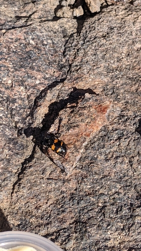 Tomentose Burying Beetle photo 6
