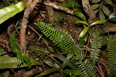 Pellaea falcata