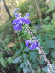 Salvia urolepis