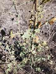 Malacothamnus fasciculatus