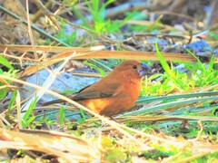 Cyanoloxia brissonii