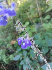 Salvia urolepis