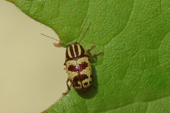 Cryptocephalus leucomelas