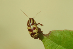 Cryptocephalus leucomelas