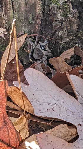 North American Wheel Bug