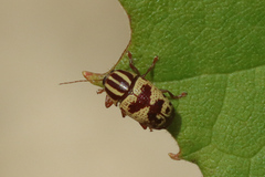 Cryptocephalus leucomelas