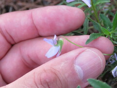 Viola arborescens