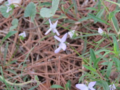 Viola arborescens