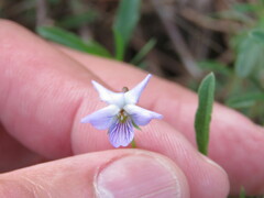 Viola arborescens