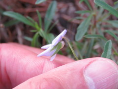 Viola arborescens