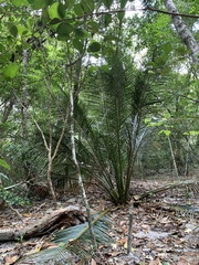 Macrozamia douglasii