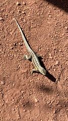 Microlophus indefatigabilis