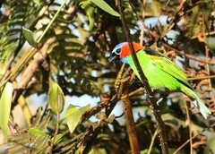 Tangara cyanocephala