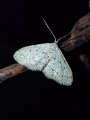 Idaea minuscularia