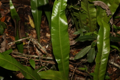 Microsorum punctatum