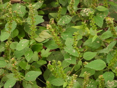 Acalypha phleoides