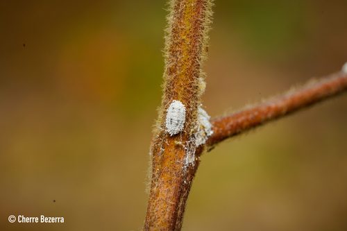 Bchira Insecte Photo 242061250, (c) Cherre Bezerra Da Silva, some rights reserved (CC ...
