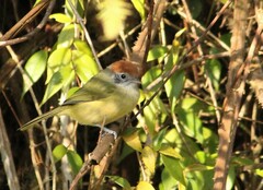 Hylophilus poicilotis