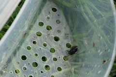 Agabinae