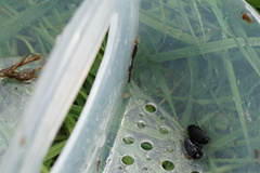 Agabinae