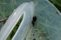 Agabinae