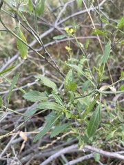 Rhamphospermum nigrum