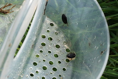 Agabinae
