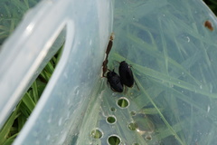Agabinae