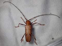 Kurandanus maculosus