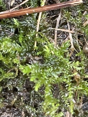 Rhynchostegium