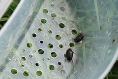 Agabinae