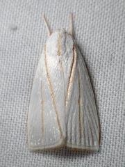 Cryptophasa flavolineata