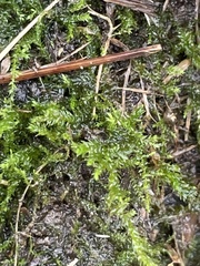 Rhynchostegium