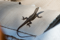 Agamidae